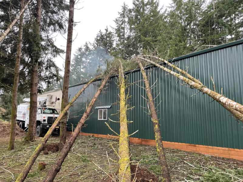 Emergency Tree Removal - Oregon