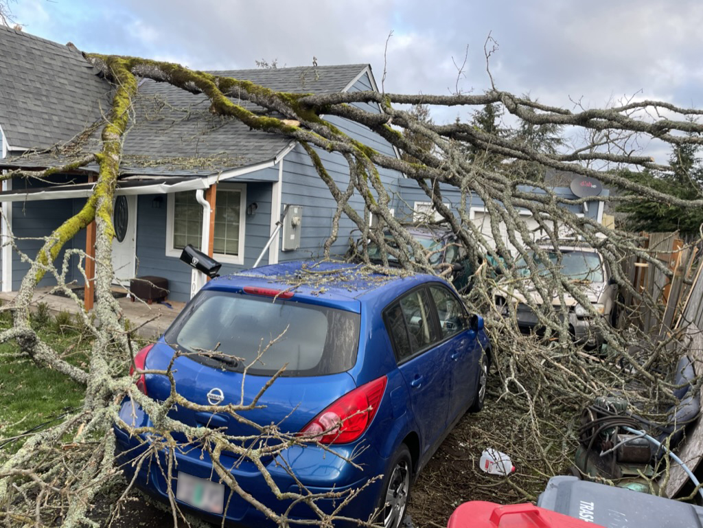 Emergency Tree Removal